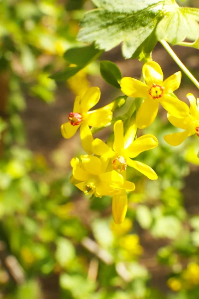 Bellissimo ramoscello primaverile con fiori e foglie gialle, all'aperto — Foto Stock