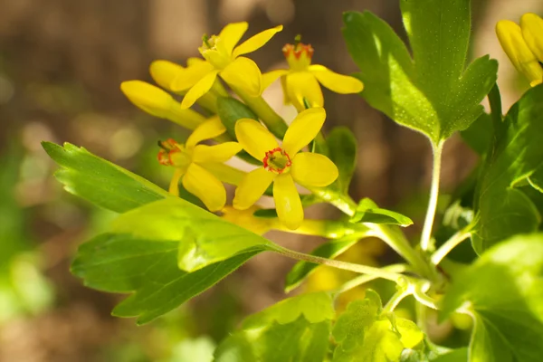 Schöner Frühlingszweig mit gelben Blüten und Blättern, im Freien — Stockfoto