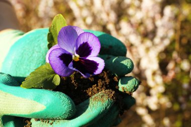 güzel tutan eller çiçek ellerini, açık havada bahar