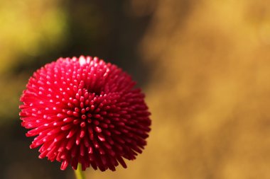 güzel bahar çiçek, açık havada