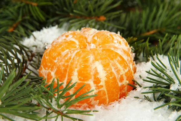 Ripe tangerines with fir branch in snow close up — Stock Photo, Image