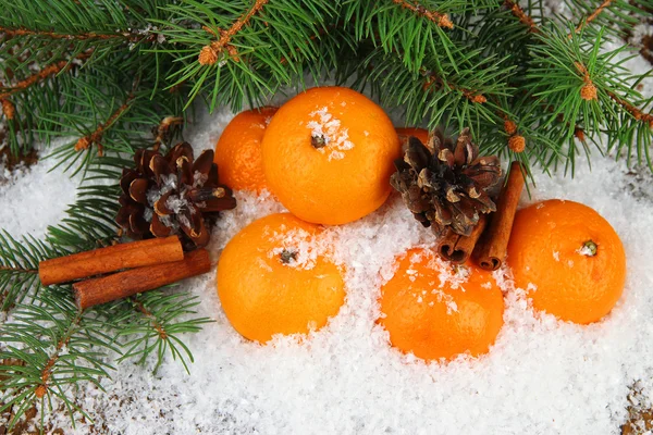 Ripe tangerines with fir branch in snow close up — Stock Photo, Image