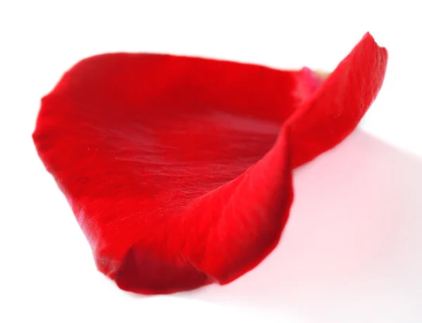 Beautiful red rose petal, isolated on white — Stock Photo, Image