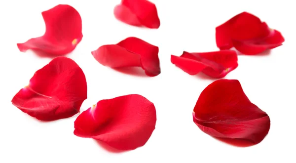 Belles pétales de rose rouge, isolés sur blanc — Photo