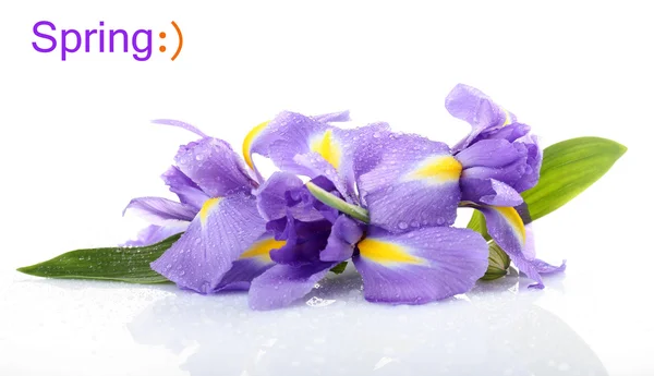 Krásný iris květina izolované na bílém — Stock fotografie
