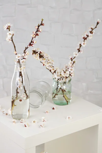 Hermosa flor de albaricoque en frascos transparentes sobre fondo de pared gris — Foto de Stock