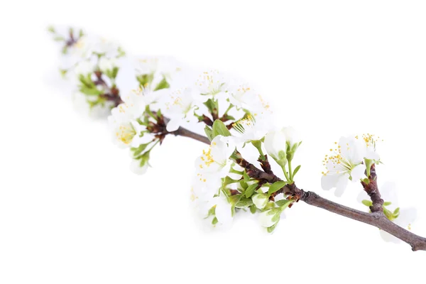 Ανθοφορία κλαδί δέντρου με τα άσπρα λουλούδια που απομονώνονται σε λευκό — Φωτογραφία Αρχείου