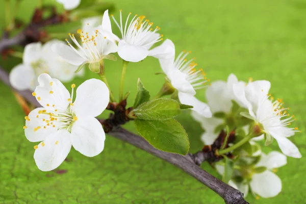 Rama de árbol floreciente con flores blancas sobre fondo de madera — Foto de Stock