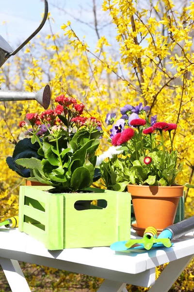 Hermosas flores en macetas y herramientas de jardinería, al aire libre — Foto de Stock