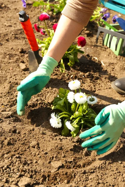 Koncepcja ogrodnictwo: piękne kwiaty w ogrodzie światło słoneczne — Zdjęcie stockowe