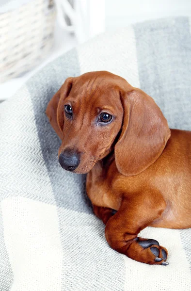 Piccolo cucciolo di bassotto carino — Foto Stock