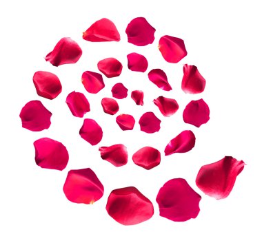 beyaz izole güzel pembe gül yaprakları