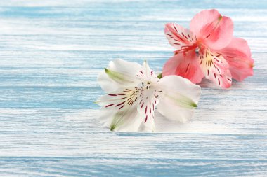 ahşap masaya güzel alstroemeria çiçek