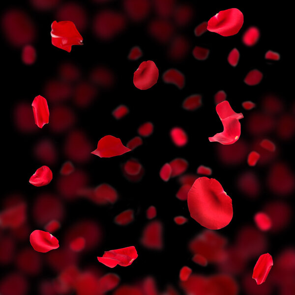 Красивые красные лепестки роз на темном фоне
