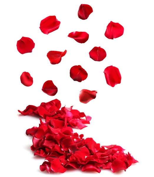 Beautiful petals of red roses isolated on white — Stock Photo, Image