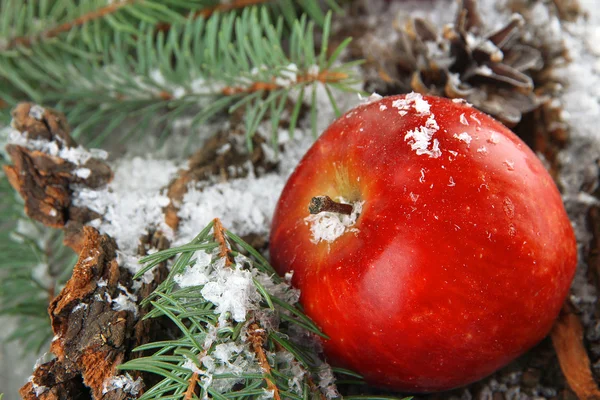 Manzana roja con ramas de abeto en corteza en la nieve de cerca —  Fotos de Stock