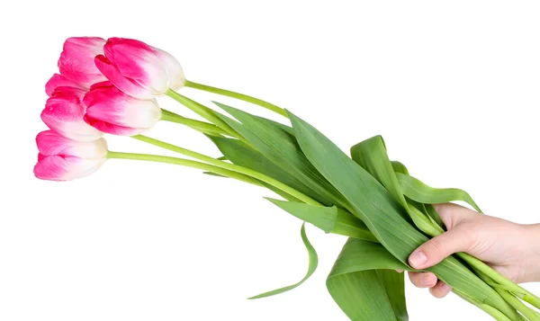 Tulipas bonitas isoladas em branco — Fotografia de Stock