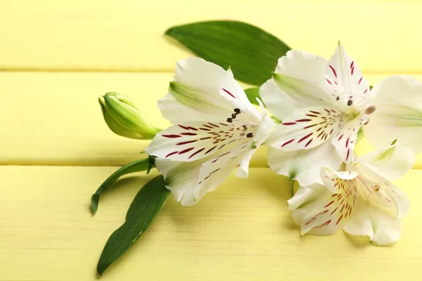 Ahşap masaya güzel alstroemeria çiçek — Stok fotoğraf