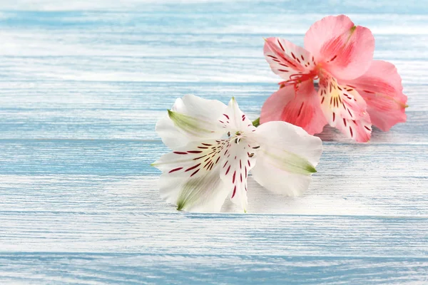 Lindas flores Alstroemeria na mesa de madeira — Fotografia de Stock