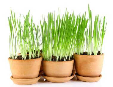 yeşil çim üzerinde beyaz izole Çiçeklik