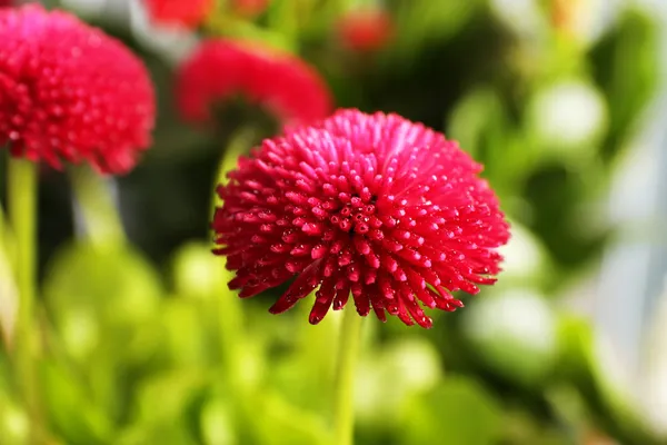 Güzel marguerite çiçekler, açık havada — Stok fotoğraf
