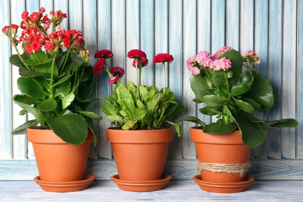 Beautiful flowers in flowerpots, on wooden background — Stock Photo, Image