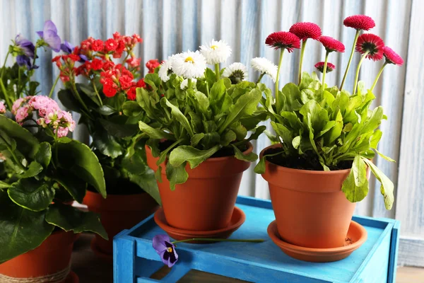 Bellissimi fiori in vasi da fiori, su sfondo di legno — Foto Stock