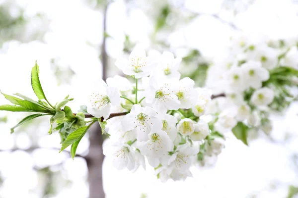 Florescendo galhos de cerejeira na primavera de perto — Fotografia de Stock