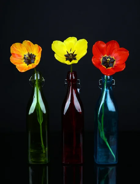 Beautiful tulips in bottle-vase on dark background — Stock Photo, Image