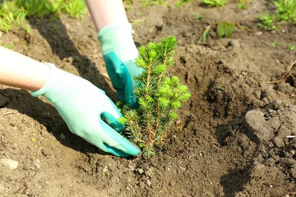 Jardinero plantando árbol en primavera — Foto de Stock