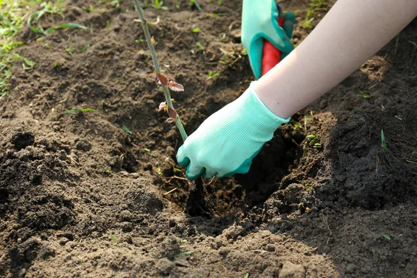 Jardinero plantando árbol en primavera — Foto de Stock