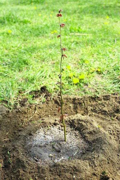 Vattna unga träd på våren — Stockfoto