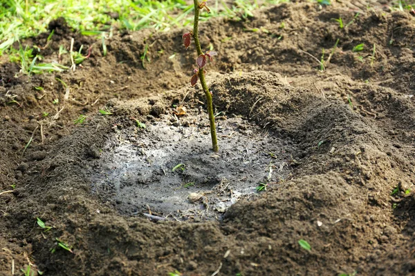 Podlewanie młode drzewo na wiosnę — Zdjęcie stockowe