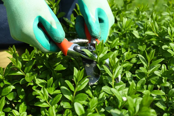 Cespugli di potatura in giardino — Foto Stock