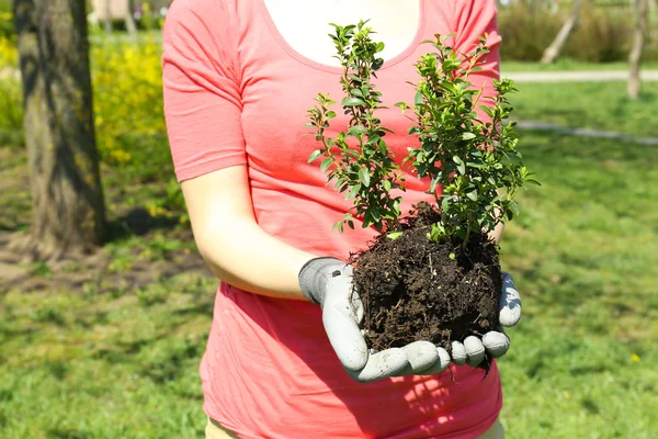 Весной садовник сажает дерево — стоковое фото