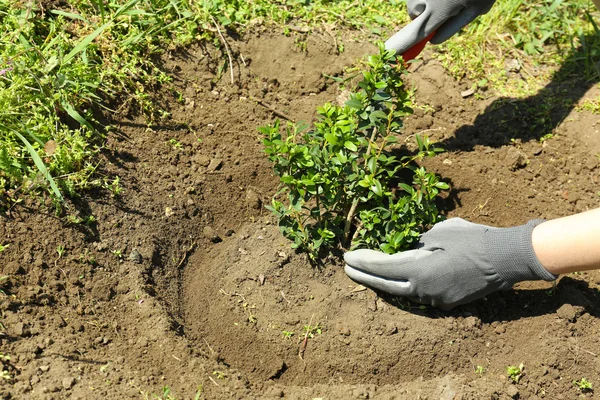 Giardiniere piantare albero in primavera — Foto Stock