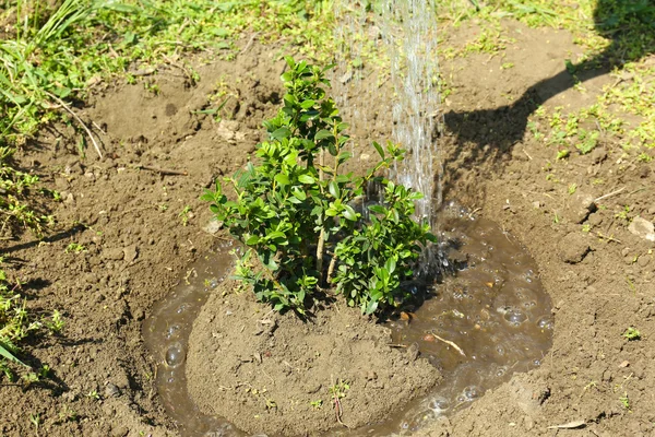 Annaffiamento giovane albero in primavera — Foto Stock