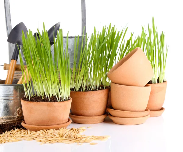 Groen gras in bloempotten en tuingereedschap, geïsoleerd op wit — Stockfoto