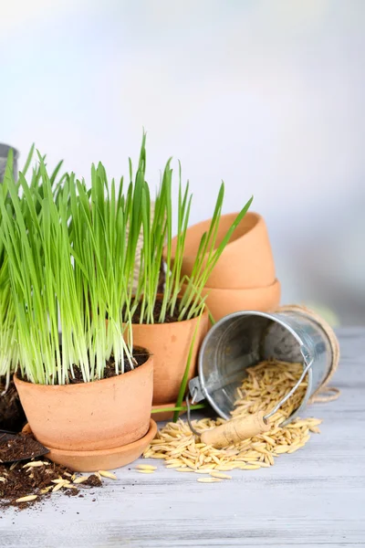 Green grass in flowerpots and oat seeds, on wooden table — Stock Photo, Image