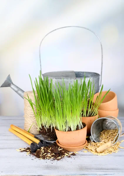 Зеленая трава в цветочных горшках и садовых инструментах, на деревянном столе — стоковое фото