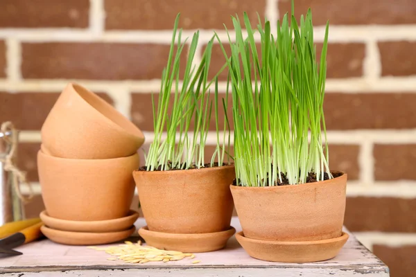 Green grass in flowerpots and oat seeds on brick wall background — Stock Photo, Image