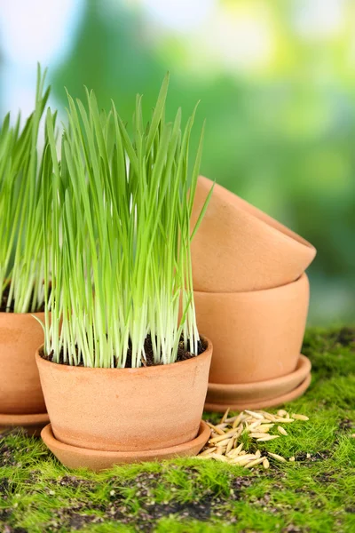 Groen gras in bloempotten, buitenshuis — Stockfoto