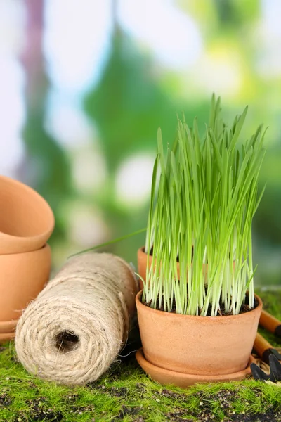 Grünes Gras im Blumentopf, im Freien — Stockfoto