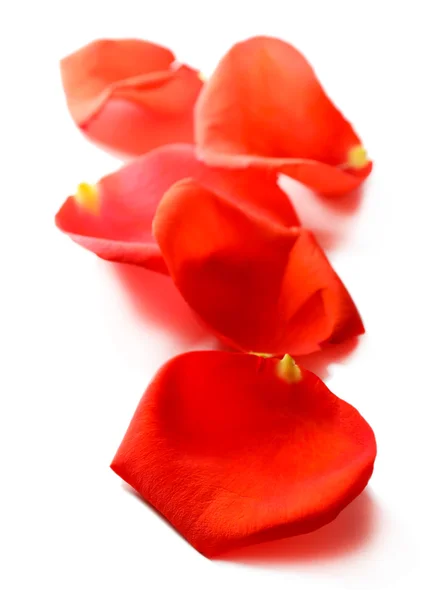 Schöne rote Rosenblätter, isoliert auf weiß — Stockfoto