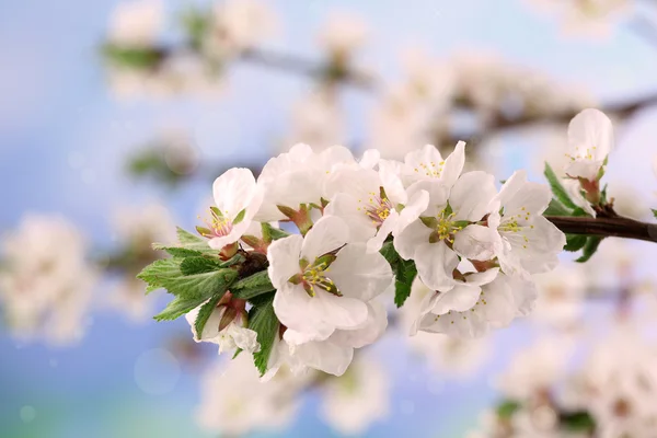 Bei rami in fiore, primo piano, su sfondo chiaro — Foto Stock