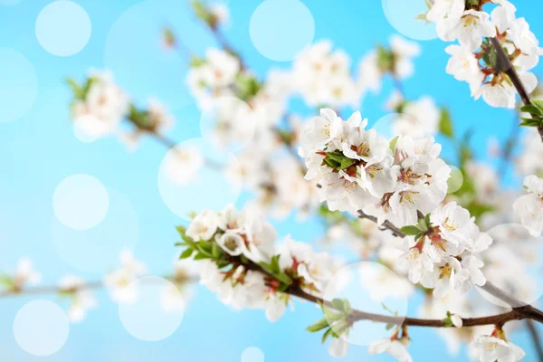 Bei rami in fiore, primo piano, su sfondo chiaro — Foto Stock