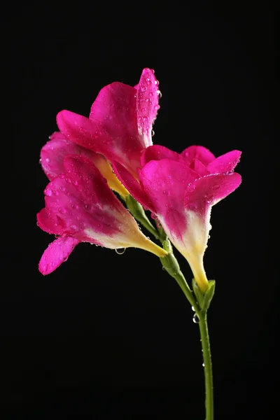 Zarte Freesia-Blume auf schwarzem Hintergrund — Stockfoto