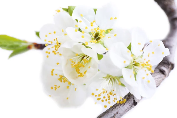 Blooming tree branch with white flowers isolated on white — Stock Photo, Image