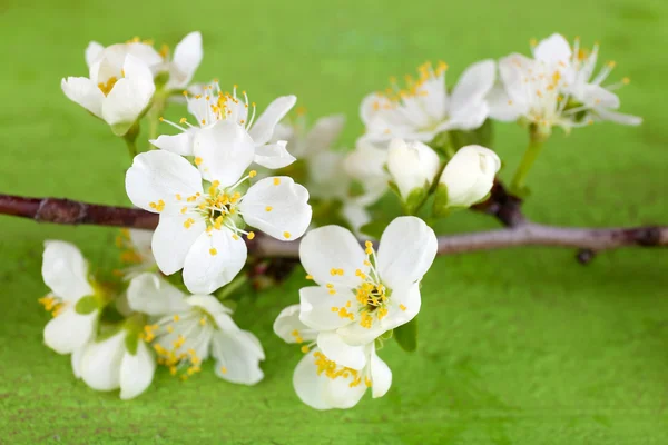 Blommande trädgren med vita blommor på trä bakgrund — Stockfoto