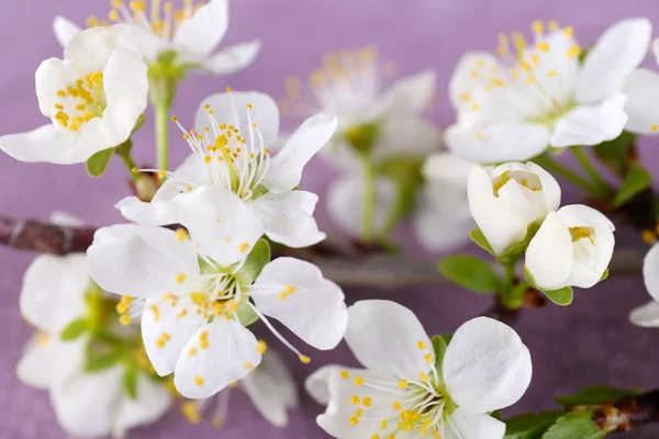 Çiçek açan ağaç dalı ahşap zemin üzerinde beyaz çiçekli — Stok fotoğraf